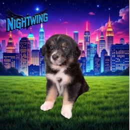 NIGHTWING-Black Tri Male - Black tri-color male Australian Shepherd puppy in Gainesville, Texas from Lady Luck Aussies