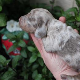 ARMANI Isabella tan boy - Fawn (isabella) and tan male Dachshund puppy in Stockton, California from Wiggles & Wags Dachshund's