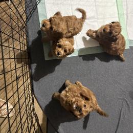 Bernedoodle, Cavapoo, Goldendoodle, Miniature Schnauzer, and Poodle Puppies from Alyssa Xxweetdoodles