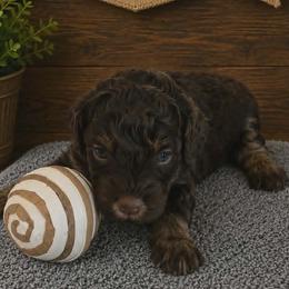 Oakley- Yellow Collar - Brown and white male Aussiedoodle puppy in Grand Blanc, Michigan from B's Aussiedoodles