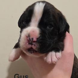 Augustus Gus - Brindle male Boxer puppy in Evans, Georgia from Kimberly's Boxers