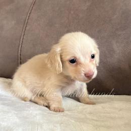 Winston - Cream male Dachshund puppy in Jonesboro, Illinois from Twin Hills Dachshunds