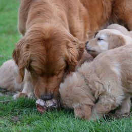 Golden Retriever Puppies from Bit O'Heaven Farm
