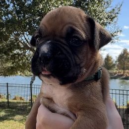 Skippy - Fawn male Boxer puppy in Apopka, Florida from Boxer Puppies