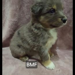 Delphine - Blue merle female Miniature Australian Shepherd puppy in Bend, Oregon from Badlands Toy and Mini Aussies