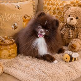 AKC Teddy - Chocolate male Pomeranian puppy in Hand Place, Idaho from Idahoan Poms