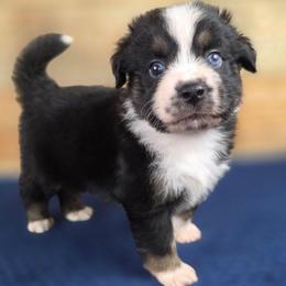B-2 - Black tri male Miniature Australian Shepherd puppy in Citra, Florida from Southpaw Herders LLC