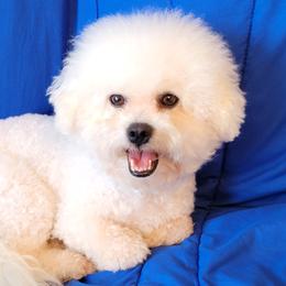 Snow White - Bichon Frise