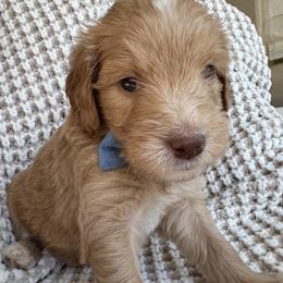 Emerald - Cream male Goldendoodle puppy in Gilbert, Arizona from DogHouse Doodles