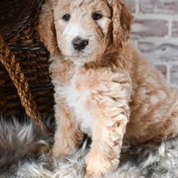 Goldendoodle Puppies from Pasatiempo Ranch