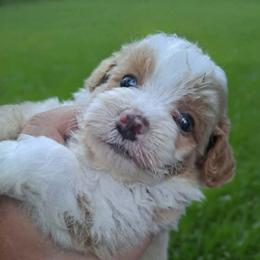 Andy - Red male Bernedoodle puppy in Lafayette, Alabama from Williams Lake Kennels