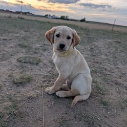 Yellow Female - Yellow female Labrador Retriever puppy in Briggsdale, Colorado from LC Hunting Labs, LLC.