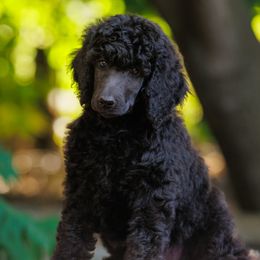 Poodle Puppies from Mystic Moon Poodles