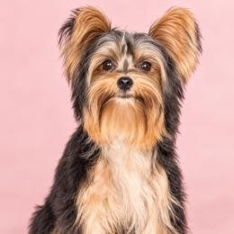 Yorkshire Terrier puppies from Maltese Dollhouse