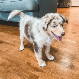Miniature Australian Shepherd Puppies from The Kelley Crew