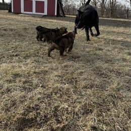 German Shepherd Puppies from Legacy K9’s