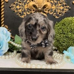 Cole - Dapple male Dachshund puppy in Collins, Georgia from Liberty Longhair Dachshunds