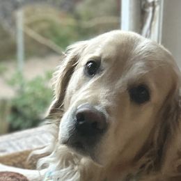 Ellie - Golden Retriever