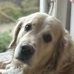 Ellie - Golden Retriever