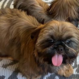 Duke - Black and white male Shih Tzu puppy in Port Orchard, Washington from Bayview Shih Tzu
