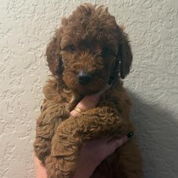 Girl 4 - Red  female Poodle puppy in Southwest Ranches, Florida from Herringbone ‘s Poodles