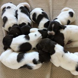 German Shorthaired Pointer Puppies from Chasing Kaya