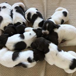 German Shorthaired Pointer Puppies from Chasing Kaya