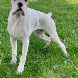 Boxer All Grown Up from Rose’s Supercharged Boxers