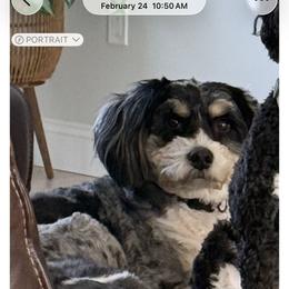 Jolene - Bernedoodle