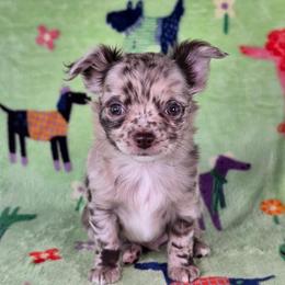 Remy - Merle male Chihuahua puppy in West New York, New Jersey from Pixie’s Magical Puppies