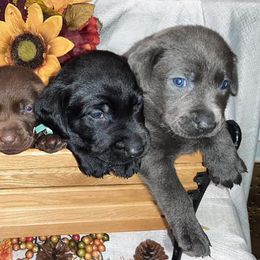 Dilute Retrievers from Ellendale Labradors