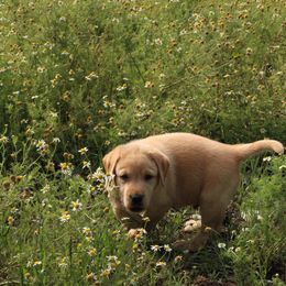 Copper - Yellow Labrador Retriever puppy in Waco, Texas from Ancient Dogges