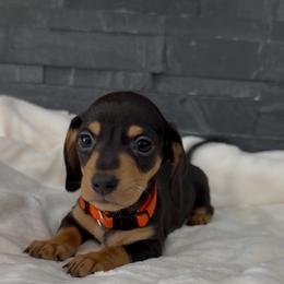 Milo - Black and tan male Dachshund puppy in Goodyear, Arizona from AZ Royal Doxies llc