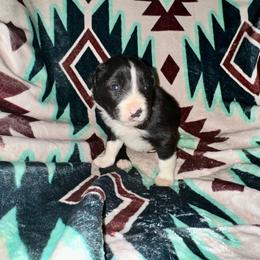 Boy 1 - Black and white male Border Collie puppy in Milton, Pennsylvania from C&C Border Collies