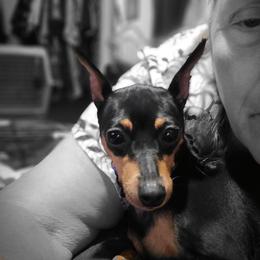 Billy - Miniature Pinscher