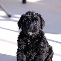 Giant Schnauzer Puppies from Schnauzer Ranch