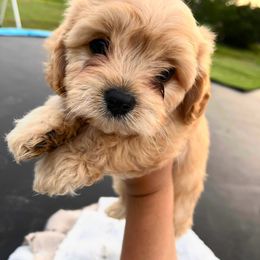 Green Boy - Apricot male Cavapoo puppy in Kountze, Texas from LeBlanc Cavapoos