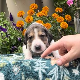 Boy 2 - American Foxhound puppy in Supply, North Carolina from Cedarwood Kennels