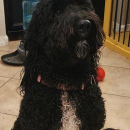 Goldendoodle Puppies from Not Just "Golden" Doodles