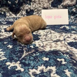 Light Pink - Golden female Golden Retriever puppy in Wellington, Ohio from R & K Golden Acres LLC