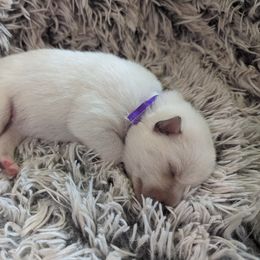 Pomsky Puppies from Valparaiso Pomskys