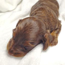 Danni - Chocolate and tan female Dachshund puppy in Mountain Grove, Missouri from Callaway Country Dachshunds