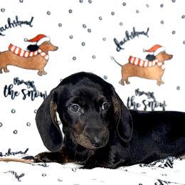 Goblin - Black male Dachshund puppy in Fredonia, Arizona from Desert Horizon Dachshunds