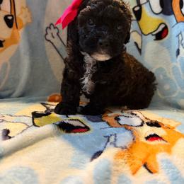 Coco - Black female Poodle puppy in Patterson, New York from Pixie Poodles