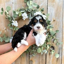 Fawn - Tri-color female Bernedoodle puppy in Payson, Utah from The Puppy Nest