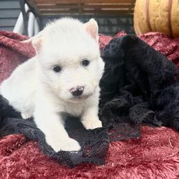 Ghost - White male Siberian Husky puppy in Ravena, New York from Osiris’s Siberians & Pomskies