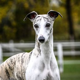 Miles - Whippet