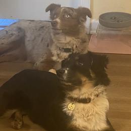 Miniature Australian Shepherds from Longavista Mini Aussies