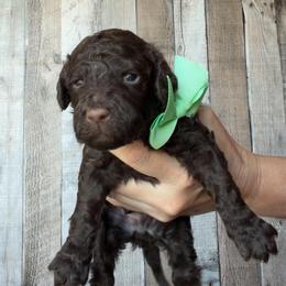 Sunny - Chocolate male Goldendoodle puppy in Decatur, Texas from Scherrer Sweet Goldendoodles