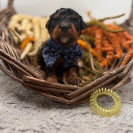 Acorn - Phantom male Bernedoodle puppy in Ocala, Florida from Bernedoodles of Florida